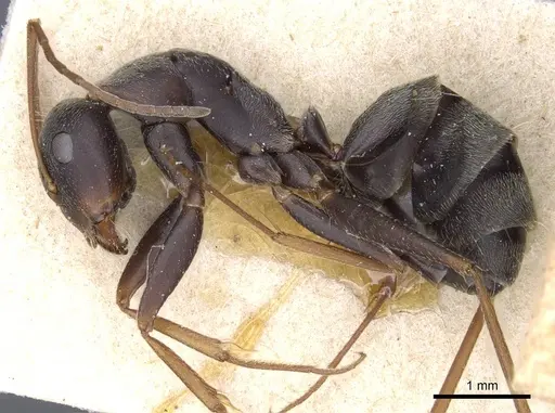 Camponotus feae specimen CASENT0905356 image casent0905356_3