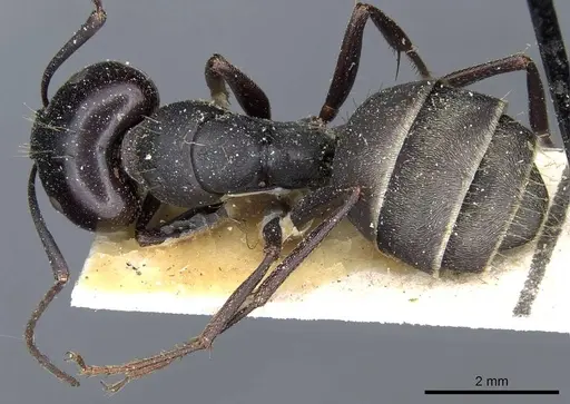 Camponotus feae specimen CASENT0905357 image casent0905357_1
