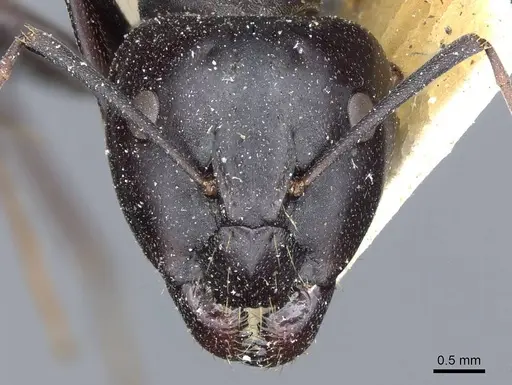 Camponotus feae specimen CASENT0905357 image casent0905357_2