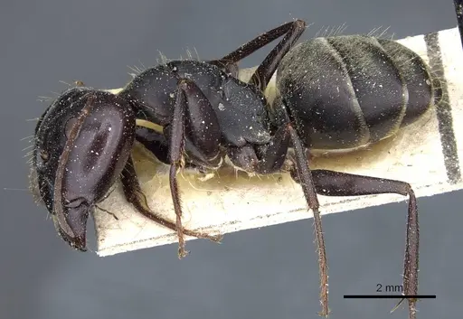 Camponotus feae specimen CASENT0905357 image casent0905357_3