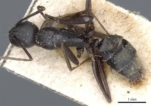 Camponotus feae specimen CASENT0905358 image casent0905358_1