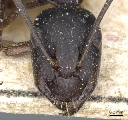Camponotus feae specimen CASENT0905358 image casent0905358_2