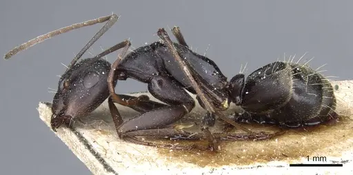 Camponotus feae specimen CASENT0905358 image casent0905358_3