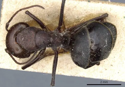 Camponotus feae specimen CASENT0905359 image casent0905359_1