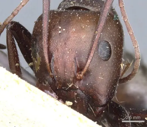 Camponotus feae specimen CASENT0905359 image casent0905359_2