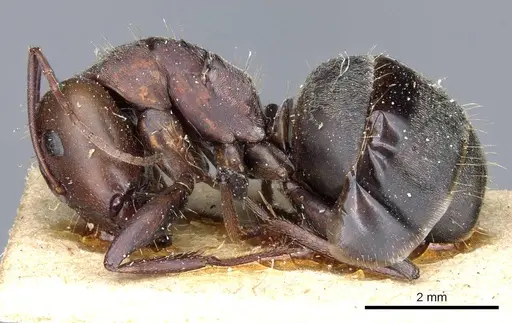 Camponotus feae specimen CASENT0905359 image casent0905359_3