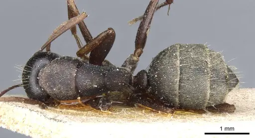 Camponotus feae specimen CASENT0905360 image casent0905360_1