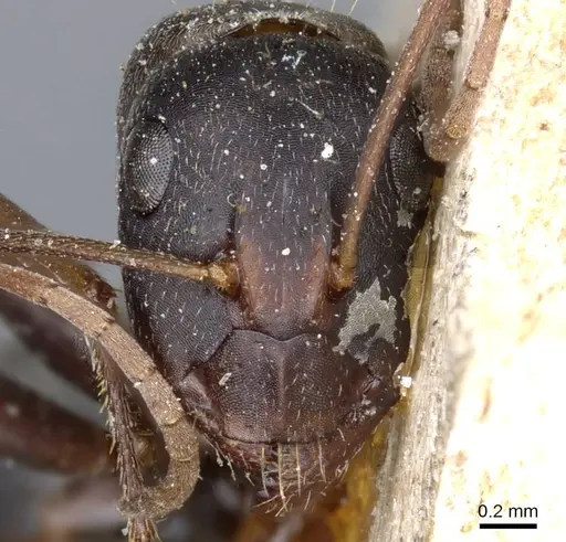 Camponotus feae specimen CASENT0905360 image casent0905360_2