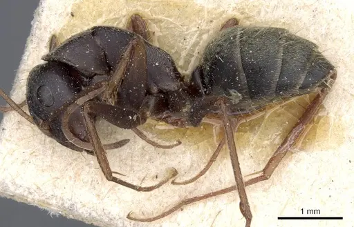 Camponotus feae specimen CASENT0905360 image casent0905360_3