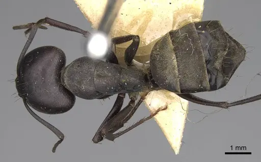 Camponotus feae specimen CASENT0906956 image casent0906956_1