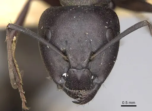 Camponotus feae specimen CASENT0906956 image casent0906956_2