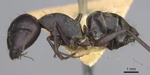 Camponotus feae specimen CASENT0906956 image casent0906956_3