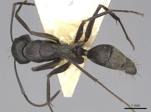 Camponotus feae specimen CASENT0906957 image casent0906957_1