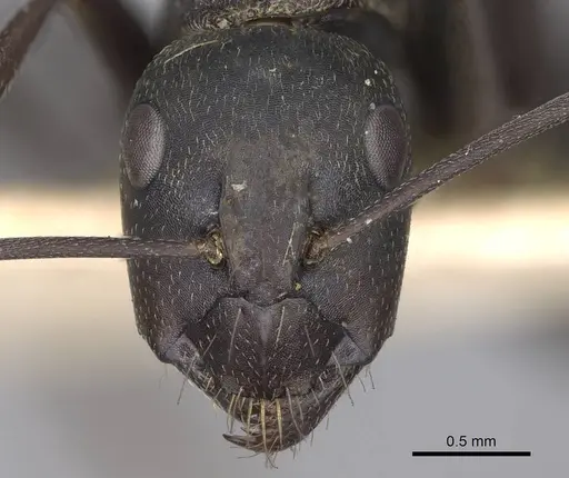 Camponotus feae specimen CASENT0906957 image casent0906957_2
