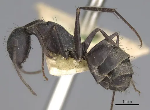 Camponotus feae specimen CASENT0906957 image casent0906957_3