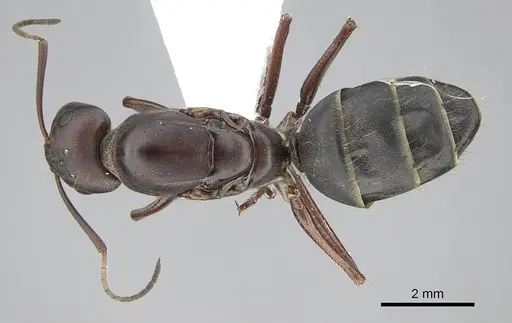 Camponotus feae specimen CASENT0914818 image casent0914818_1