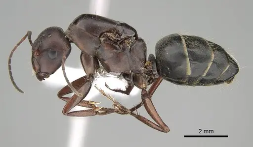 Camponotus feae specimen CASENT0914818 image casent0914818_3
