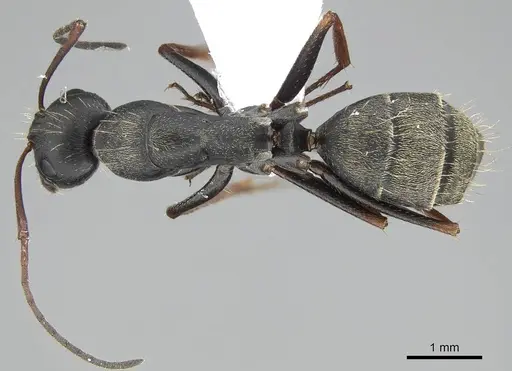 Camponotus feae specimen CASENT0914819 image casent0914819_1