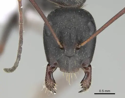 Camponotus feae specimen CASENT0914819 image casent0914819_2