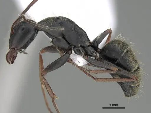 Camponotus feae specimen CASENT0914819 image casent0914819_3