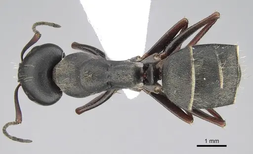 Camponotus feae specimen CASENT0914820 image casent0914820_1