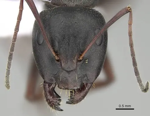 Camponotus feae specimen CASENT0914820 image casent0914820_2