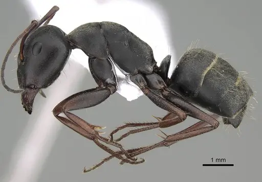 Camponotus feae specimen CASENT0914820 image casent0914820_3