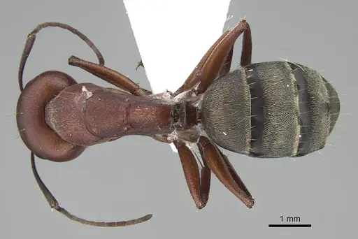Camponotus feae specimen CASENT0914821 image casent0914821_1