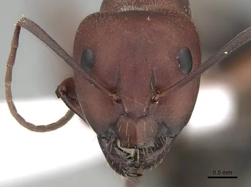 Camponotus feae specimen CASENT0914821 image casent0914821_2