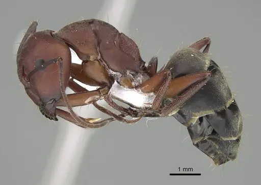 Camponotus feae specimen CASENT0914821 image casent0914821_3