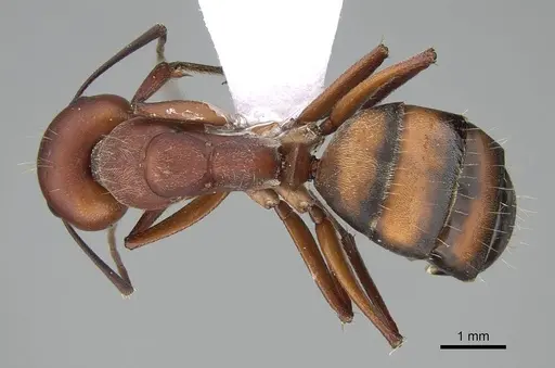 Camponotus feae specimen CASENT0914822 image casent0914822_1
