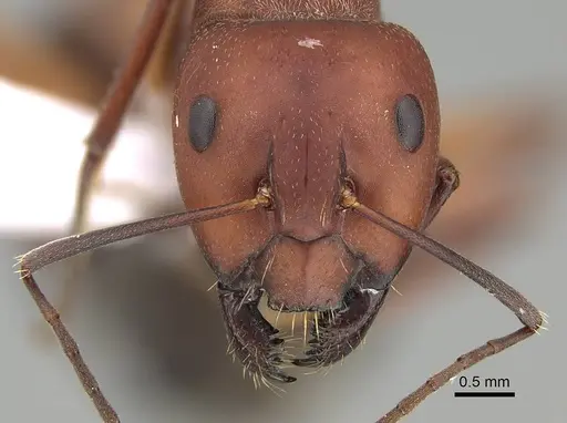 Camponotus feae specimen CASENT0914822 image casent0914822_2