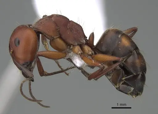 Camponotus feae specimen CASENT0914822 image casent0914822_3