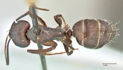 Camponotus feae specimen FOCOL2481 image focol2481_1