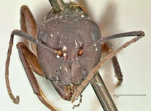 Camponotus feae specimen FOCOL2481 image focol2481_2