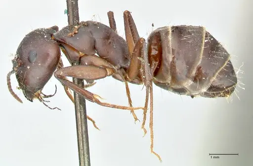 Camponotus feae specimen FOCOL2481 image focol2481_3