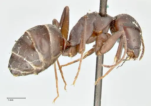 Camponotus feae specimen FOCOL2481 image focol2481_4