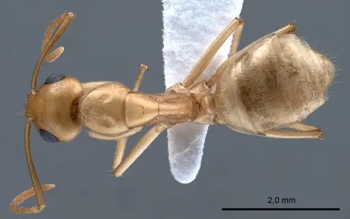 Camponotus fedtschenkoi specimen ANTWEB1008054 image antweb1008054_1