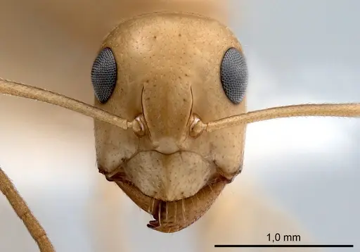 Camponotus fedtschenkoi specimen ANTWEB1008054 image antweb1008054_2