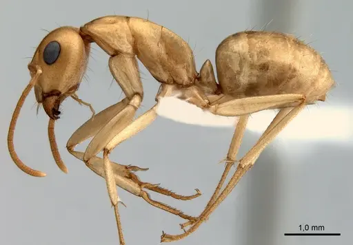 Camponotus fedtschenkoi specimen ANTWEB1008054 image antweb1008054_3