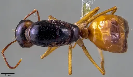 Camponotus fedtschenkoi specimen ANTWEB1041864 image antweb1041864_1