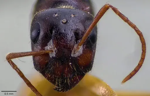 Camponotus fedtschenkoi specimen ANTWEB1041864 image antweb1041864_2