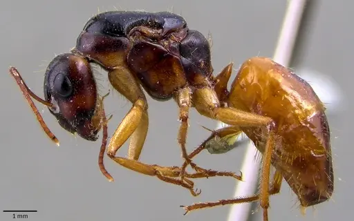 Camponotus fedtschenkoi specimen ANTWEB1041864 image antweb1041864_3