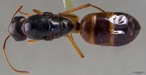 Camponotus fedtschenkoi specimen ANTWEB1060027 image antweb1060027_1