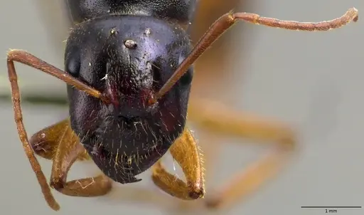Camponotus fedtschenkoi specimen ANTWEB1060027 image antweb1060027_2