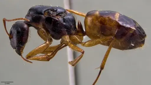 Camponotus fedtschenkoi specimen ANTWEB1060027 image antweb1060027_3