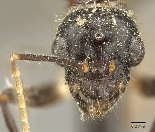 Camponotus fedtschenkoi specimen CASENT0915677 image casent0915677_2