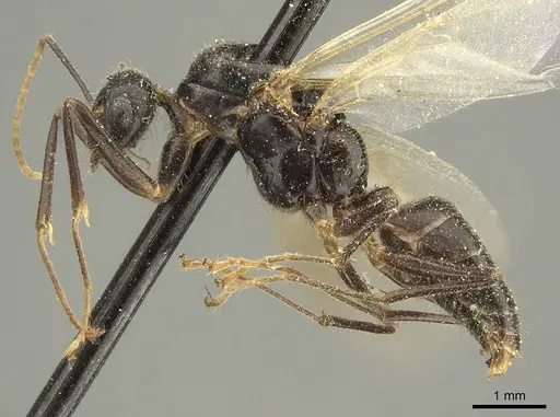 Camponotus fedtschenkoi specimen CASENT0915677 image casent0915677_3
