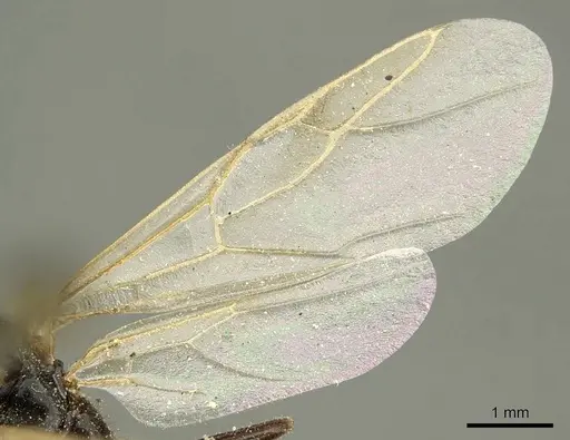 Camponotus fedtschenkoi specimen CASENT0915677 image casent0915677_4