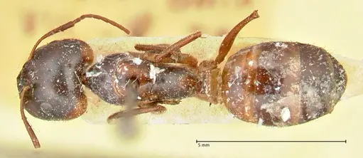 Camponotus fedtschenkoi specimen FOCOL2411 image focol2411_1
